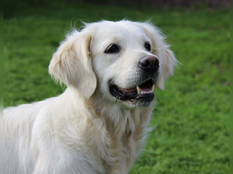 Wurferwartung von gesunden, bildhübschen Golden Retriever Welpen zu Mitte November