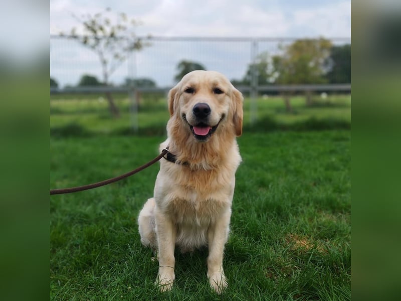 Wurferwartung von gesunden, bildhübschen Golden Retriever Welpen zu Mitte November