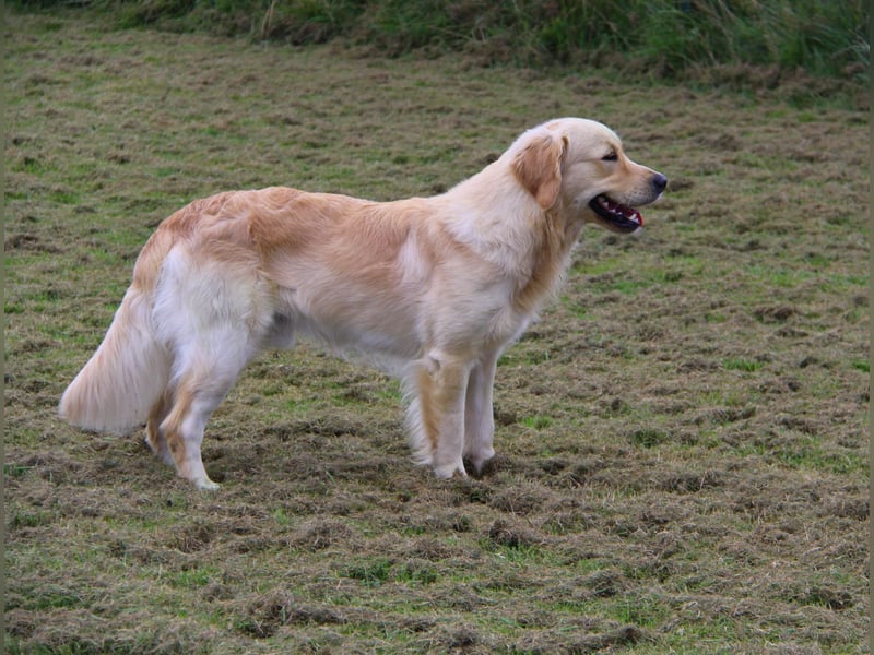 Wurferwartung von gesunden, bildhübschen Golden Retriever Welpen zu Mitte November