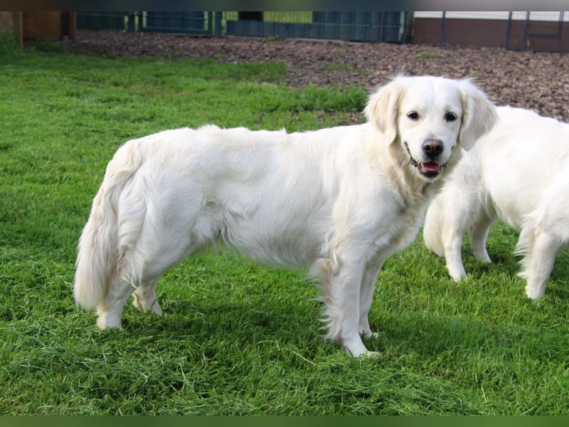 Wurferwartung von gesunden, bildhübschen Golden Retriever Welpen zu Mitte November