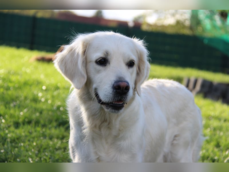 Wurferwartung von gesunden, bildhübschen Golden Retriever Welpen zu Mitte November