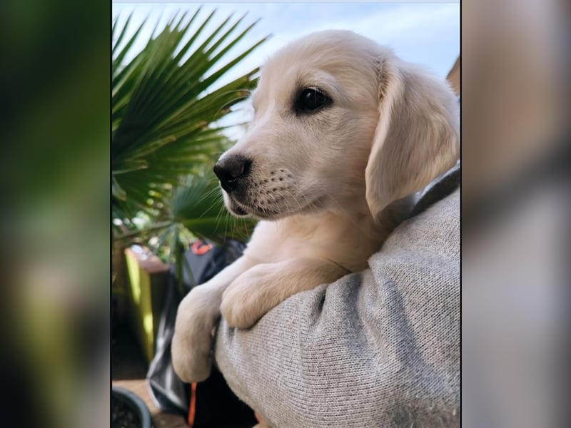 Wunderschöne Golden Retriever Welpen in liebevolle Hände abzugeben