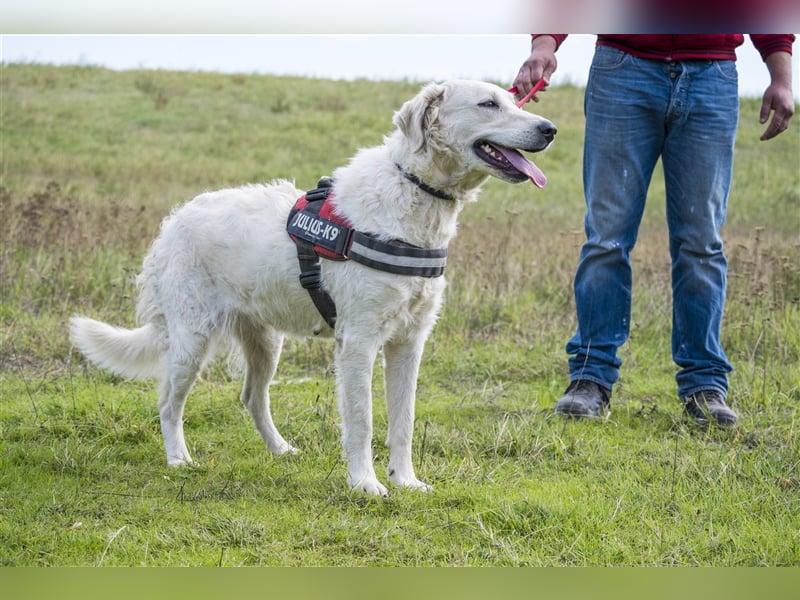 Lady-SI, charmante Hündin sucht Familie