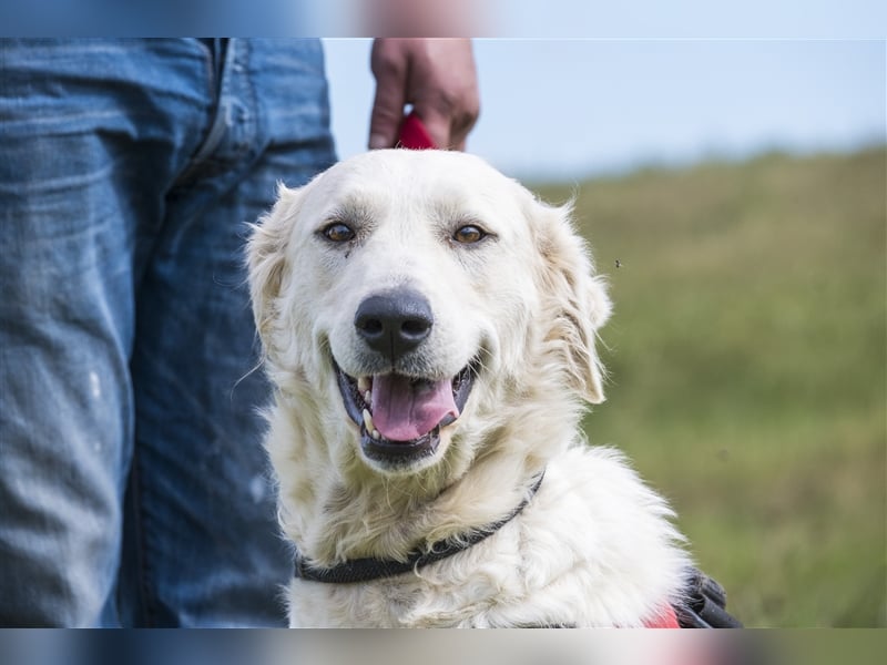 Lady-SI, charmante Hündin sucht Familie