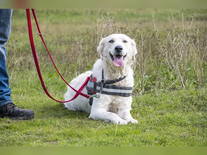 Lady-SI, charmante Hündin sucht Familie