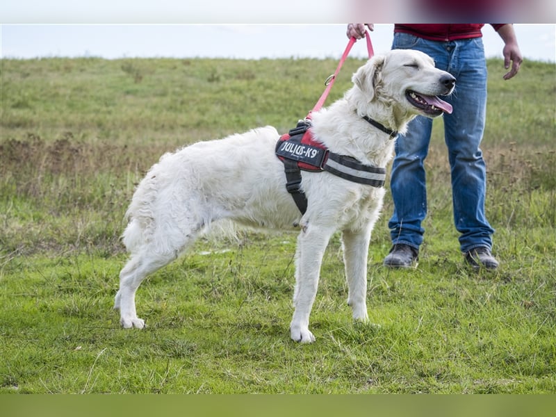 Lady-SI, charmante Hündin sucht Familie