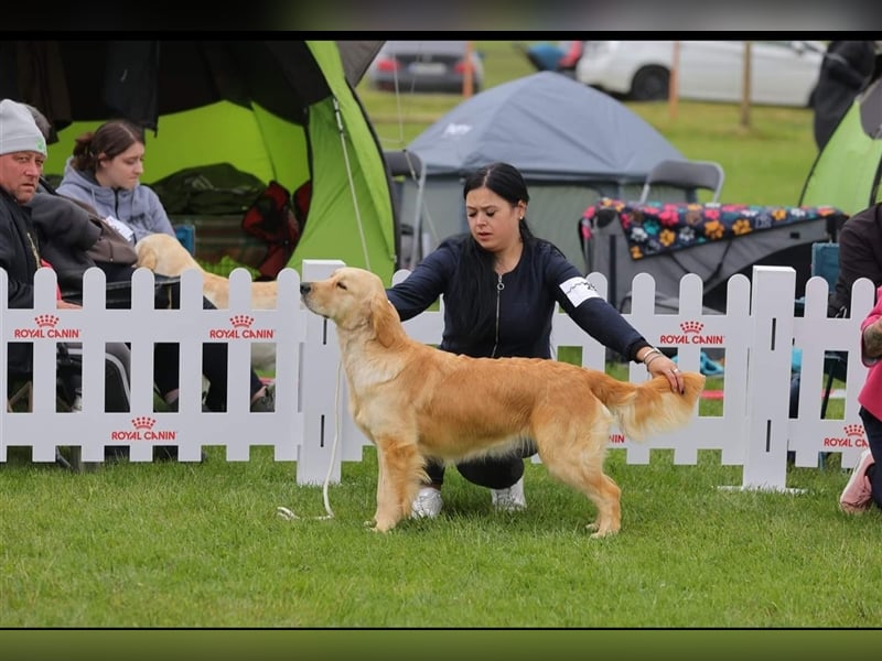 Dunkel golden Retriever Welpen mit Ahnentafel