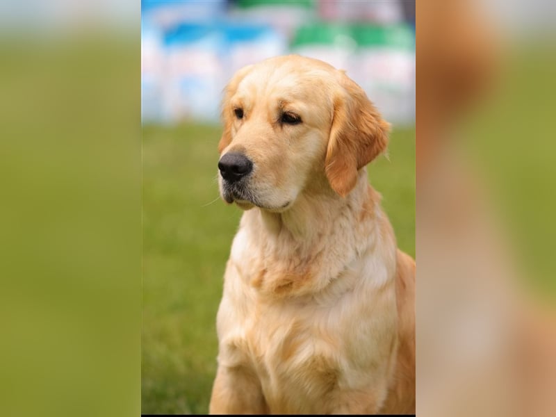 Dunkel golden Retriever Welpen mit Ahnentafel