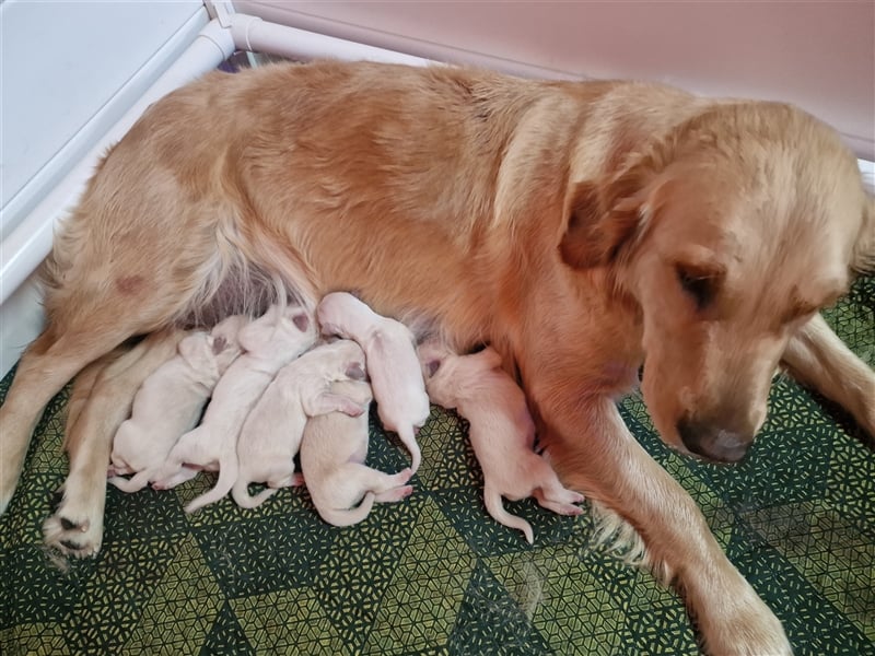 Dunkel golden Retriever Welpen mit Ahnentafel