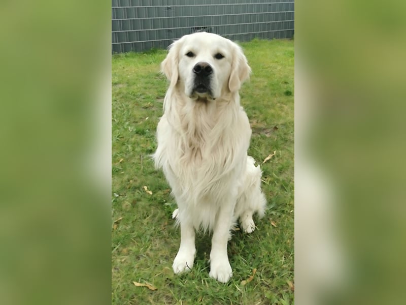 Golden Retriever Welpen reinrassig / Wurfankündigung Juni/Juli 2025
