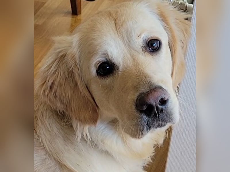 Golden Retriever Welpen reinrassig / Wurfankündigung Juni/Juli 2025