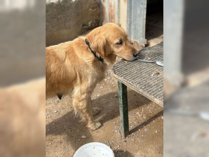 Tolle, liebevolle, aktive Traumhündin Nika, Golden Retriever
