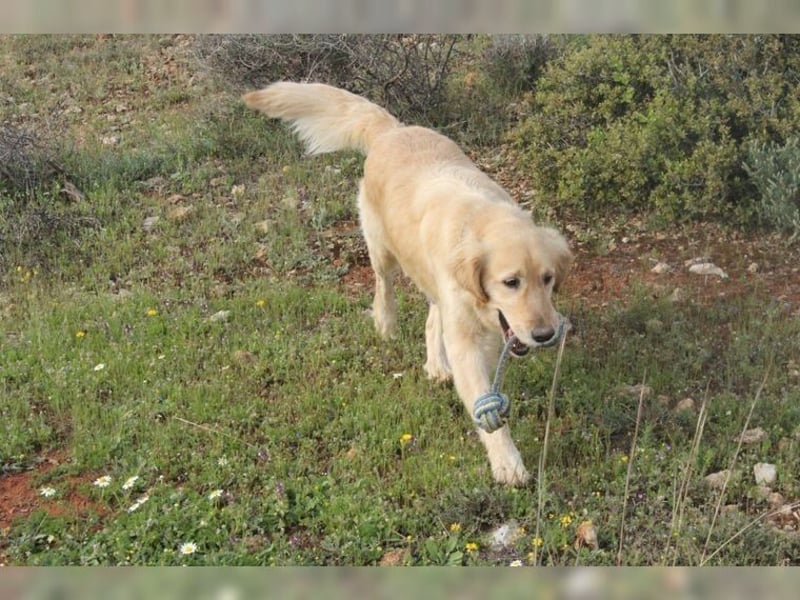 Tolle, liebevolle, aktive Traumhündin Nika, Golden Retriever