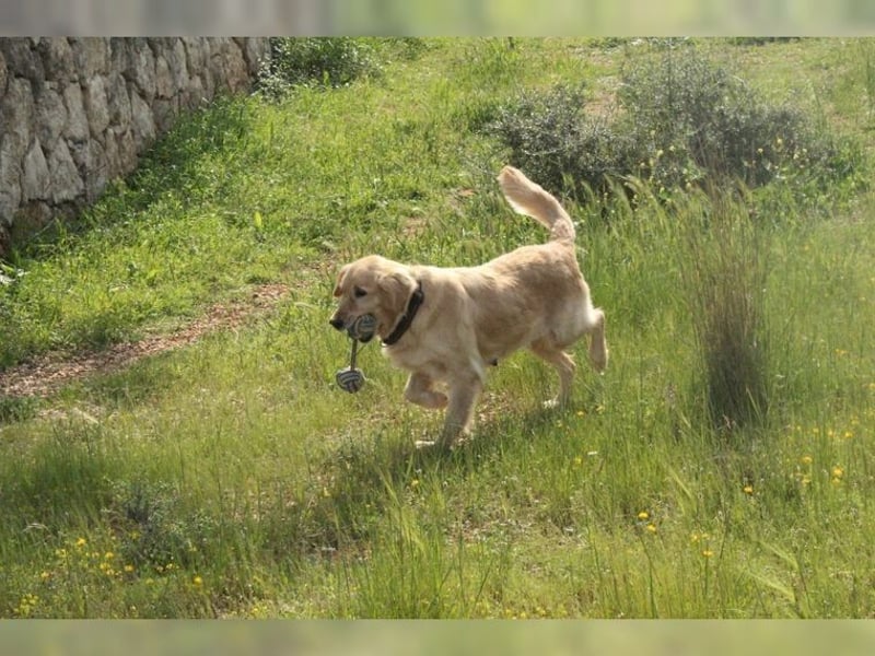 Tolle, liebevolle, aktive Traumhündin Nika, Golden Retriever