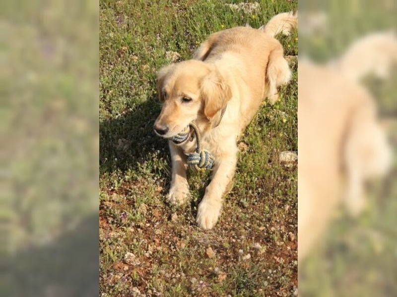 Tolle, liebevolle, aktive Traumhündin Nika, Golden Retriever