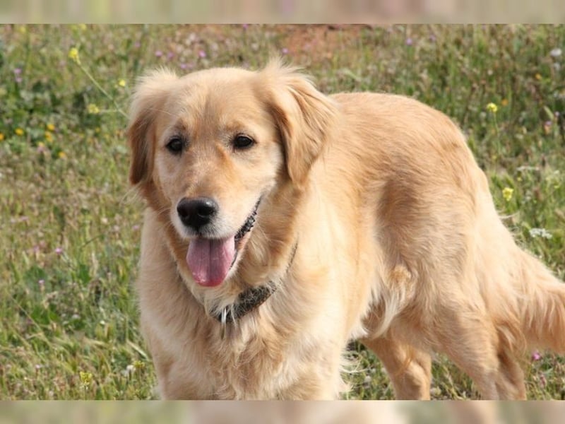 Tolle, liebevolle, aktive Traumhündin Nika, Golden Retriever