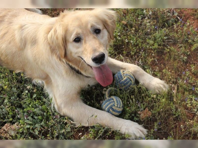 Tolle, liebevolle, aktive Traumhündin Nika, Golden Retriever
