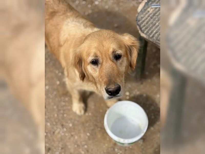 Tolle, liebevolle, aktive Traumhündin Nika, Golden Retriever
