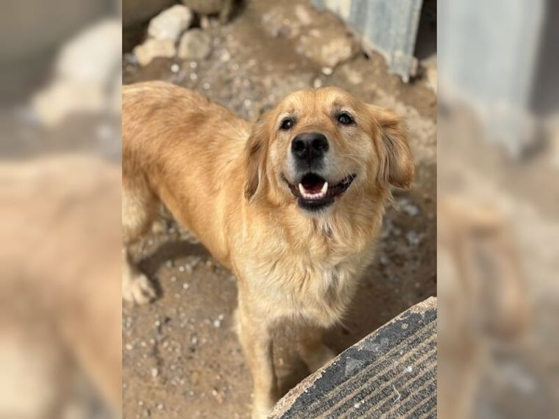 Tolle, liebevolle, aktive Traumhündin Nika, Golden Retriever