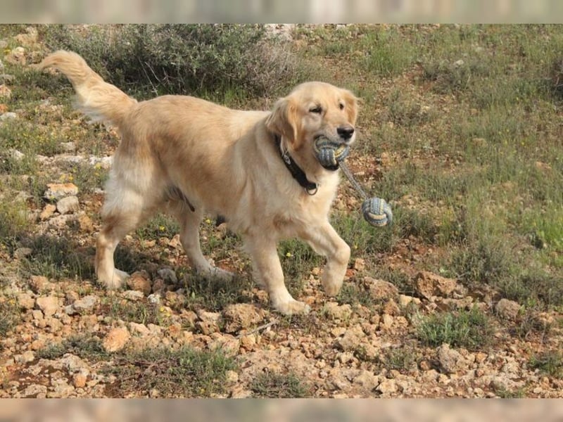 Tolle, liebevolle, aktive Traumhündin Nika, Golden Retriever