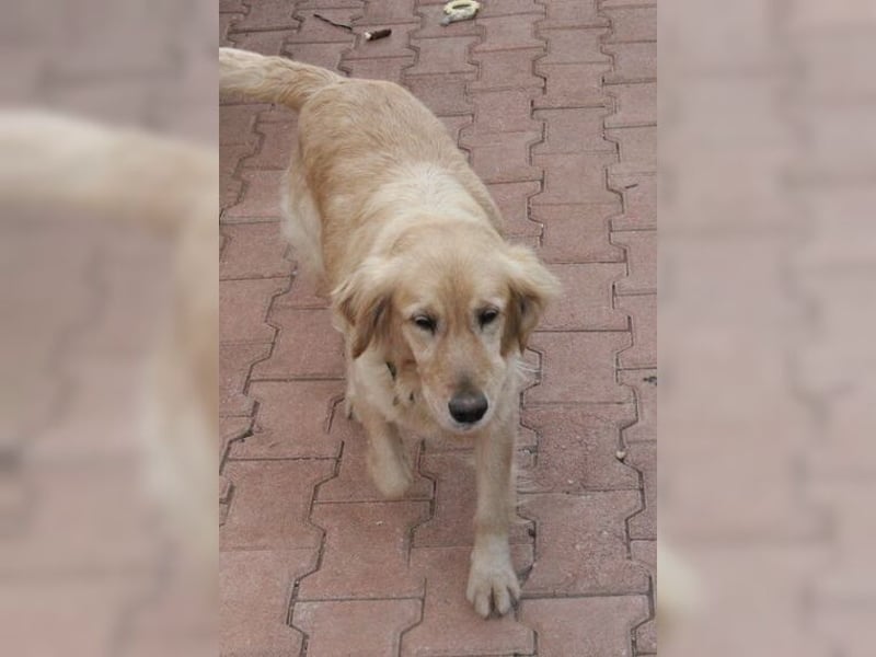 Tolle, liebevolle, aktive Traumhündin Nika, Golden Retriever