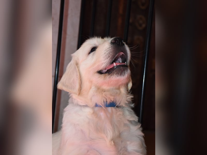 Wunderschöne sehr helle Golden Retriever Welpen