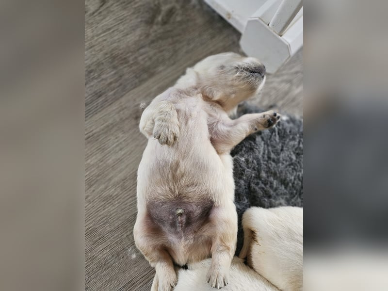Golden Retriever Welpen