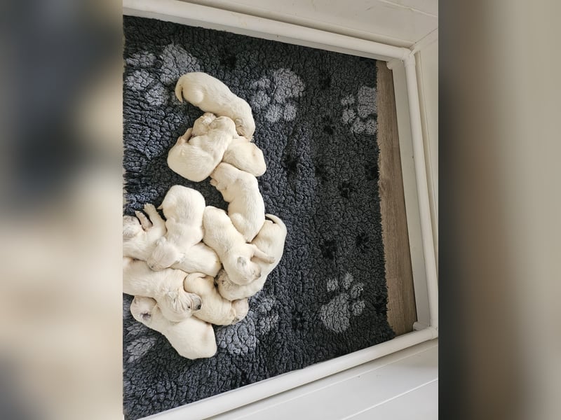 Golden Retriever Welpen aus verantwortungsvoller Zucht