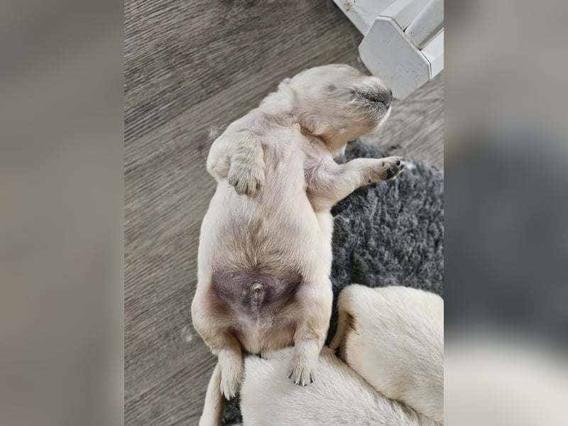 Golden Retriever Welpen aus verantwortungsvoller Zucht