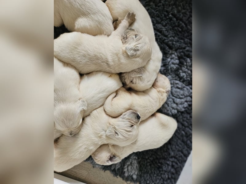 Golden Retriever Welpen