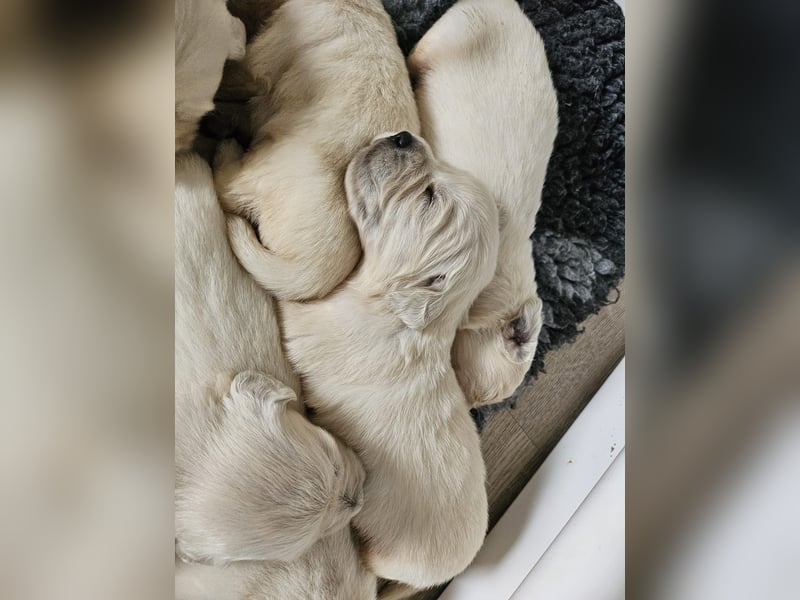 Golden Retriever Welpen