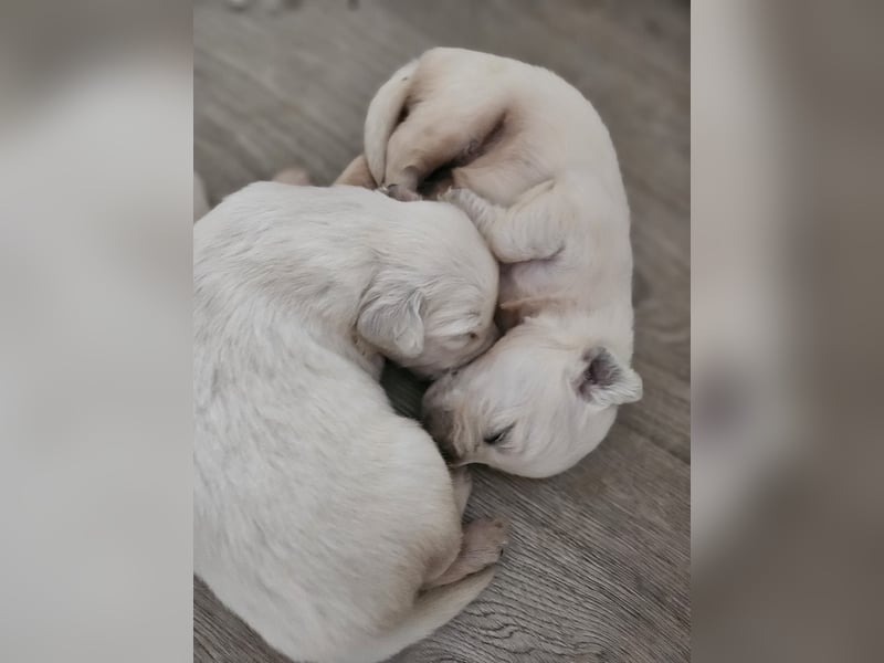 Golden Retriever Welpen