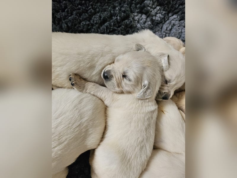 Golden Retriever Welpen