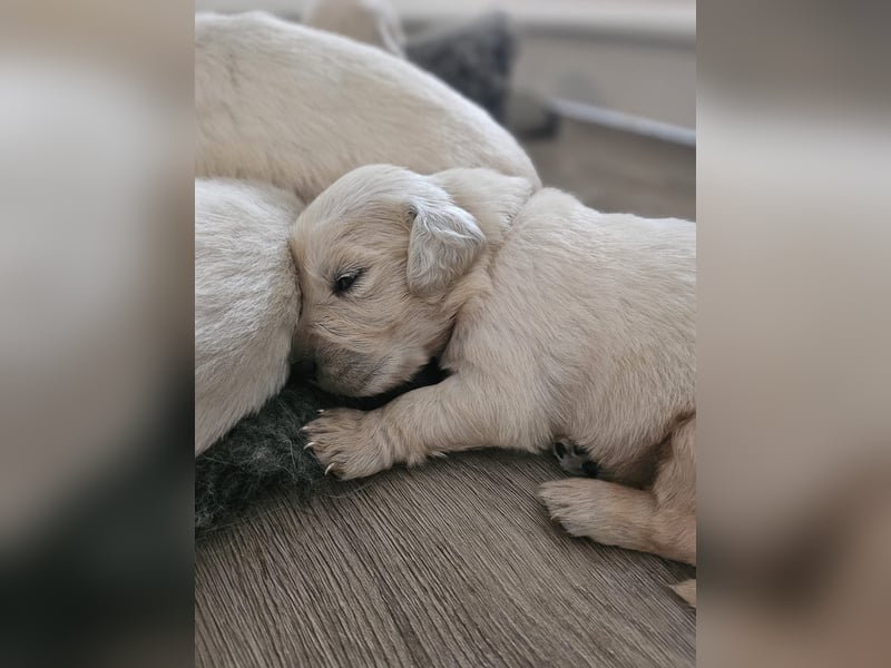 Golden Retriever Welpen