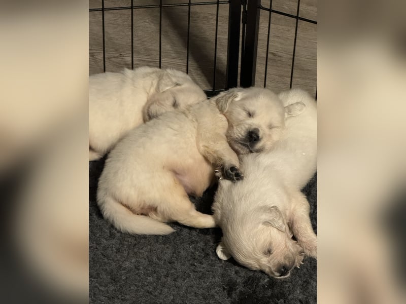 Golden Retriever Welpen aus verantwortungsvoller Zucht