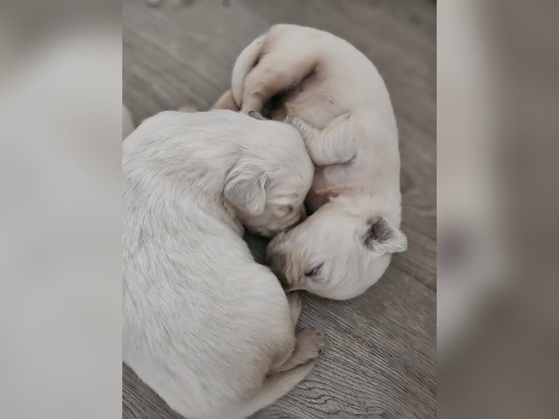 Golden Retriever Welpen aus verantwortungsvoller Zucht