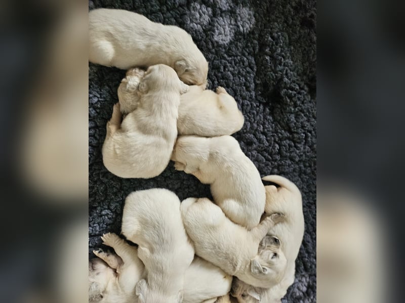 Golden Retriever Welpen aus verantwortungsvoller Zucht