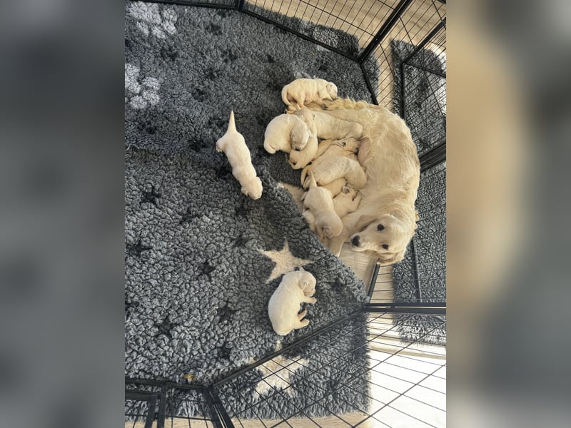 Golden Retriever Welpen aus verantwortungsvoller Zucht