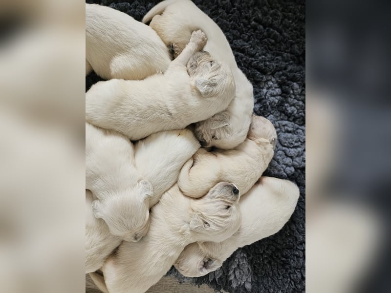 Golden Retriever Welpen