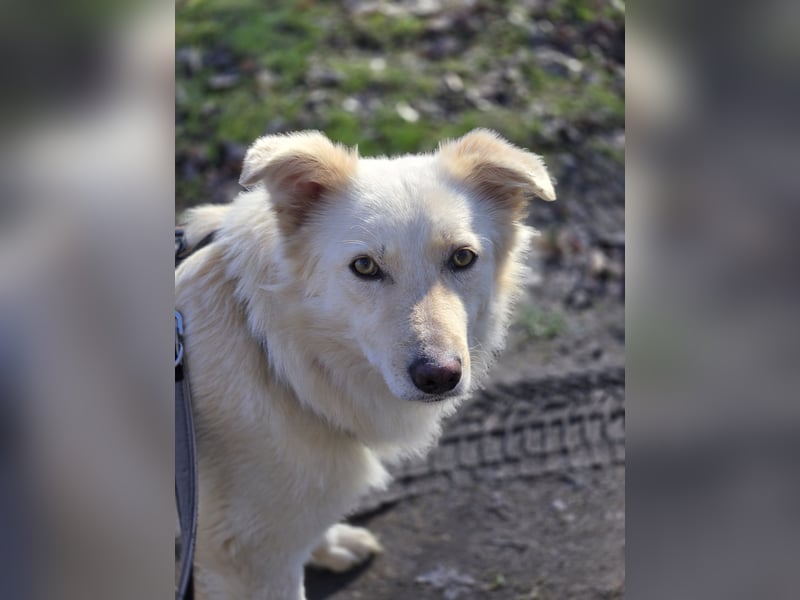 Sady sucht ihr neues Zuhause