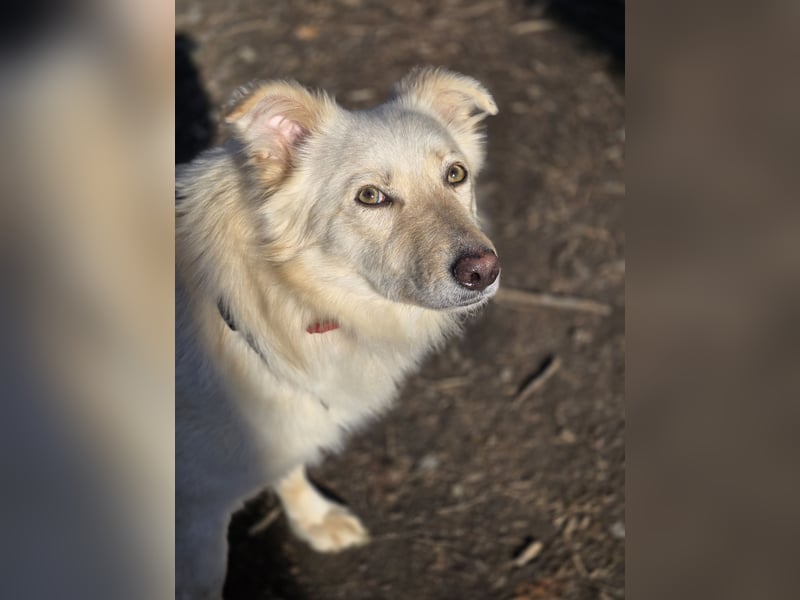 Sady sucht ihr neues Zuhause