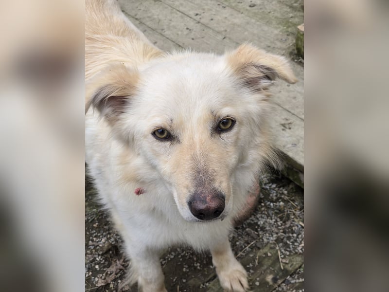 Sady sucht ihr neues Zuhause