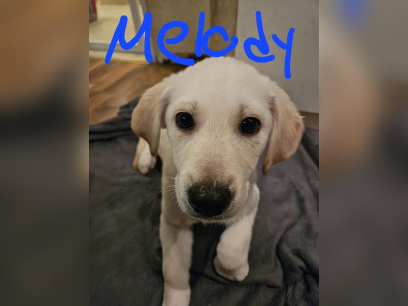 Melody