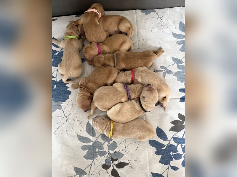 10 Welpen reinrassig Golden Retriever
