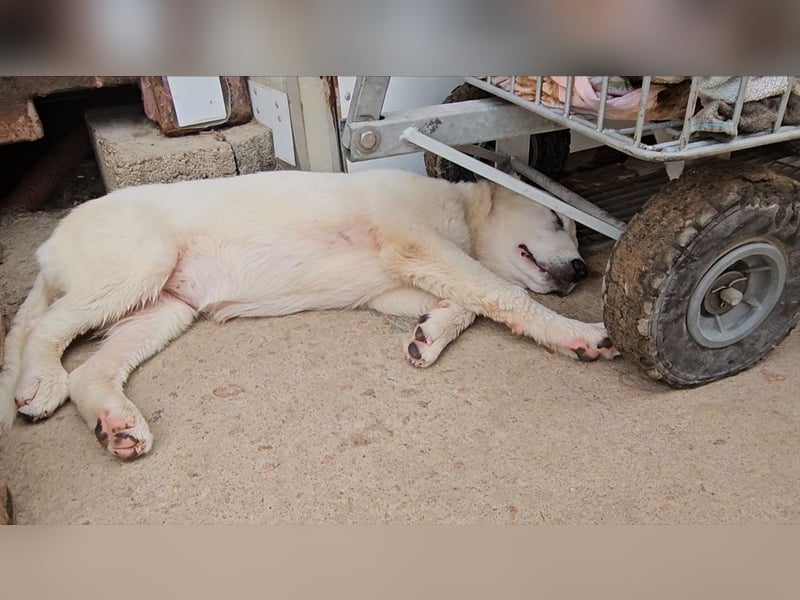 Miracola: kleine Zaubermaus sucht Dich
