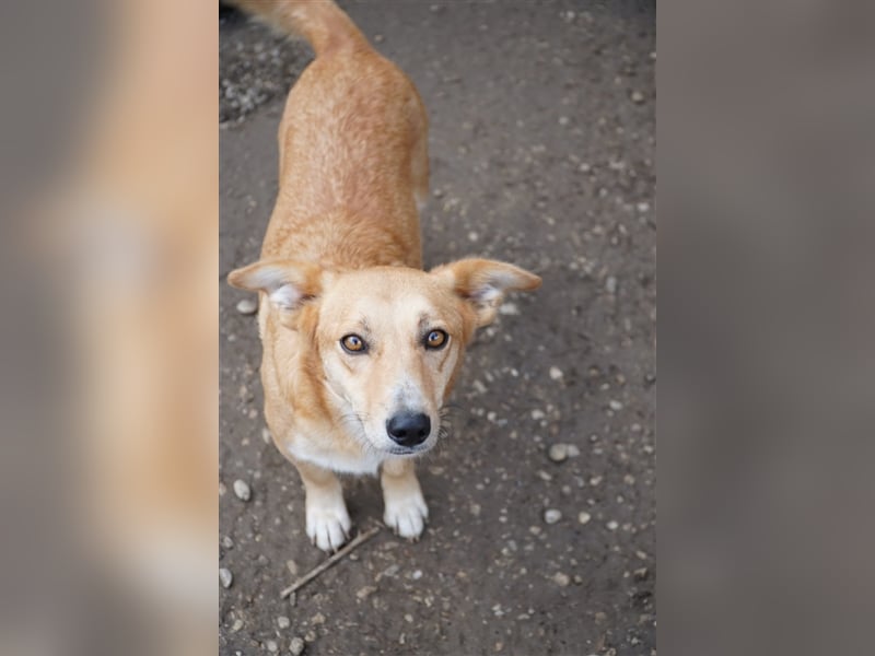 Naspolya, schüchterne Retriever Mix Hündin geb. 2021