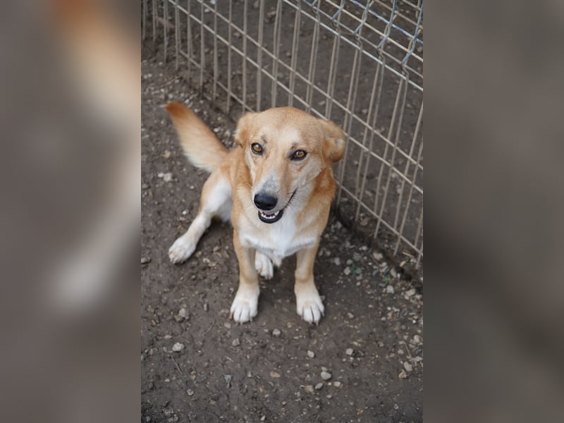 Naspolya, schüchterne Retriever Mix Hündin geb. 2021