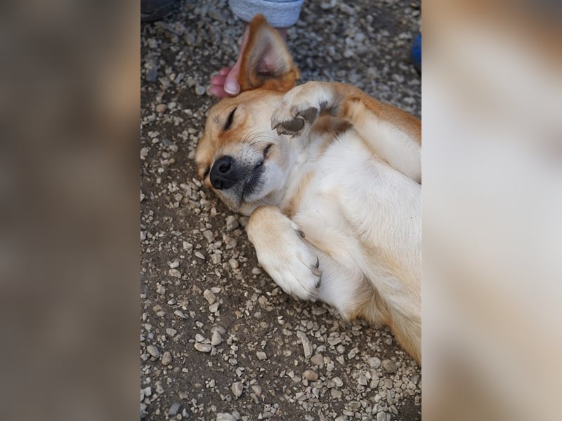 Naspolya, schüchterne Retriever Mix Hündin geb. 2021