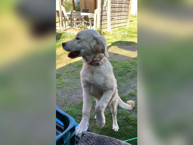 Wunderschöne Goldene Retriever Hündin - 6 Monate