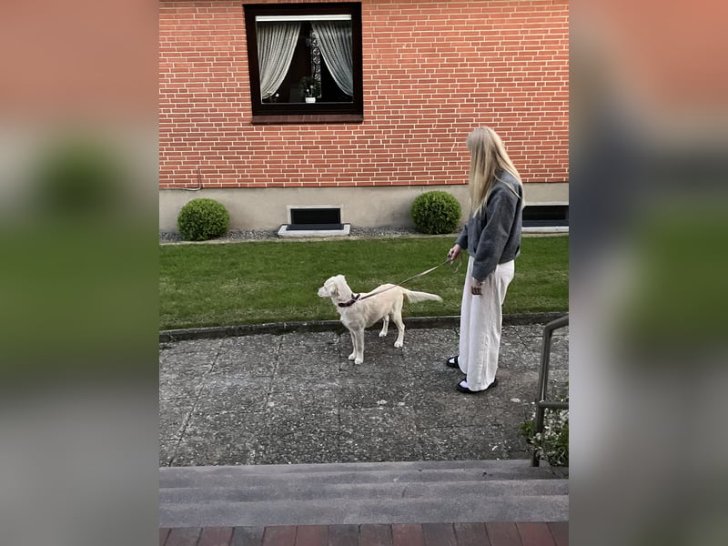 Wunderschöne Goldene Retriever Hündin - 6 Monate